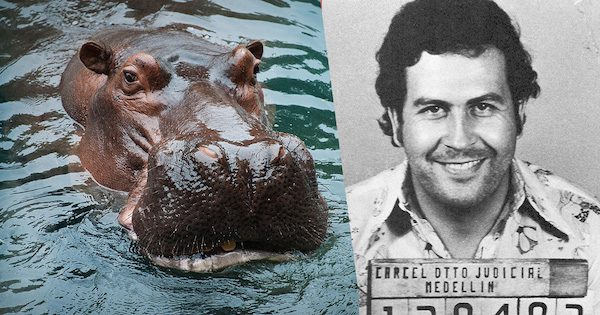 les hippopotames de Pablo Escobar