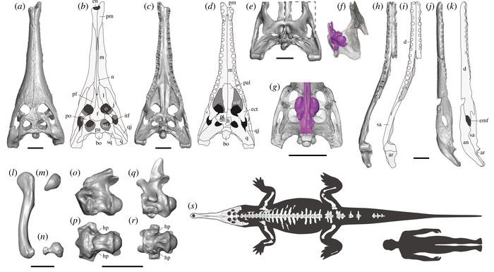 crocodile 