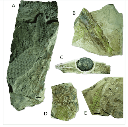 paléontologie  découverte fossiles Brésil