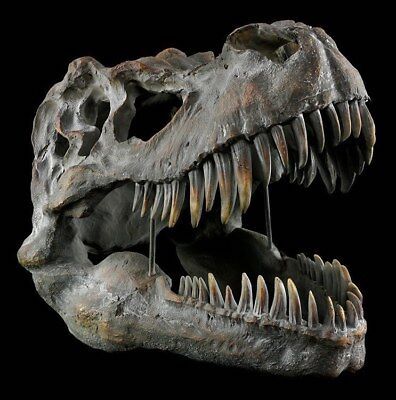 dinosaure T-rex paléontologie