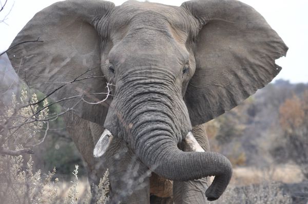 éléphants d'Afrique comportement mémoire
