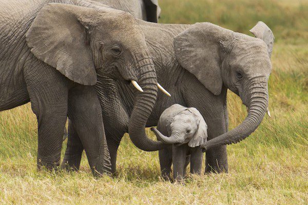 éléphants d'Afrique comportement mémoire